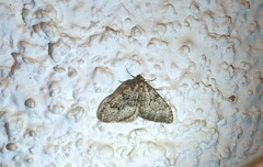 Nebula ibericata