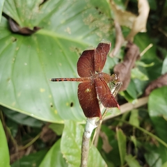 Neurothemis terminata
