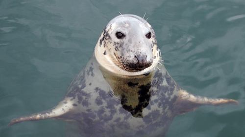 Grey seal