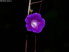 Ipomoea decemcornuta