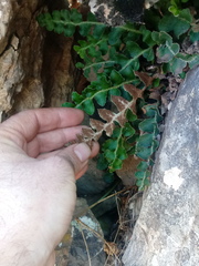 Asplenium ceterach image