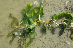 Potamogeton praelongus