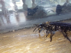Campsomeriella