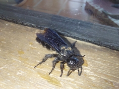 Campsomeriella