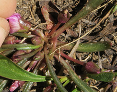 Lewisia pygmaea