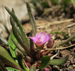 Lewisia pygmaea