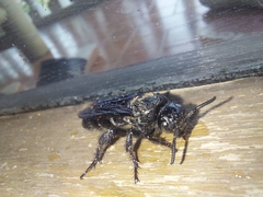 Campsomeriella