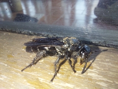 Campsomeriella