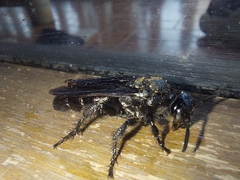 Campsomeriella