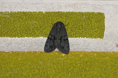 Neumichtis nigerrima