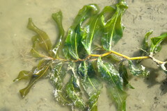 Potamogeton praelongus