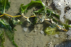 Potamogeton praelongus