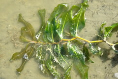 Potamogeton praelongus