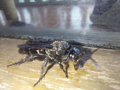 Campsomeriella