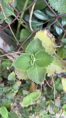 Coleus amboinicus