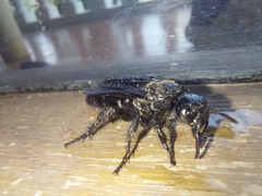 Campsomeriella