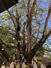 Ficus religiosa