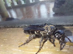 Campsomeriella