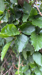 Hibiscus rosa-sinensis