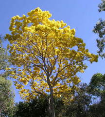 Handroanthus