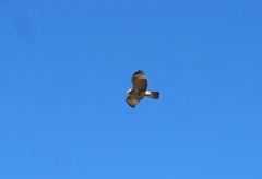 Buteo japonicus