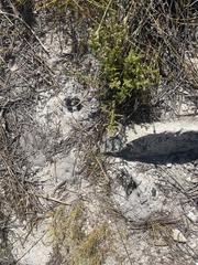 Oreotragus oreotragus