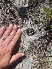 Oreotragus oreotragus