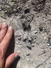 Oreotragus oreotragus