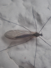 Trichocera hiemalis