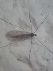 Trichocera hiemalis