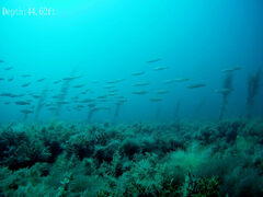 Dinolestes lewini