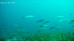 Dinolestes lewini