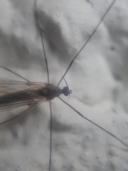 Trichocera hiemalis