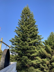 Araucaria columnaris