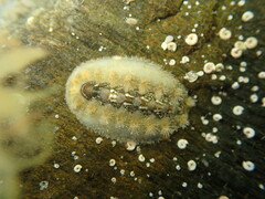 Acanthochitona zelandica