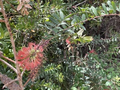 Melaleuca hypericifolia