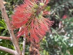 Melaleuca hypericifolia