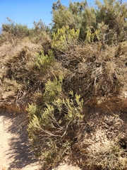 Leucadendron lanigerum lanigerum