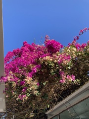 Lagerstroemia indica