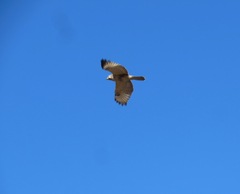 Buteo japonicus