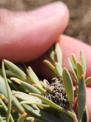 Leucadendron lanigerum lanigerum