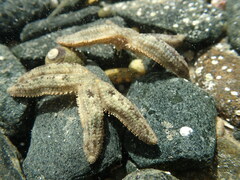 Allostichaster polyplax