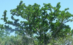Zanthoxylum capense