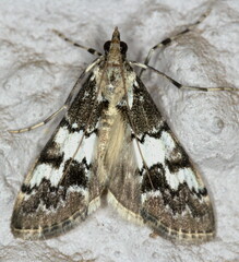 Paschiodes mesoleucalis