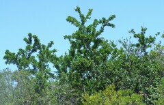 Zanthoxylum capense