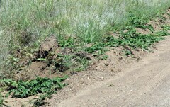 Platycarpha glomerata