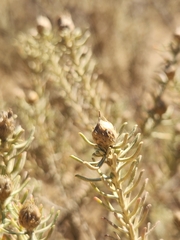 Oedera fruticosa