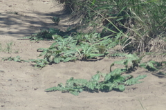 Platycarpha glomerata
