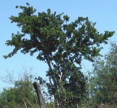 Zanthoxylum capense