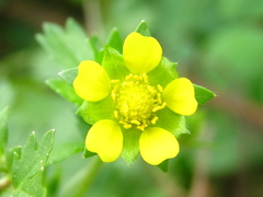 Potentilla supina